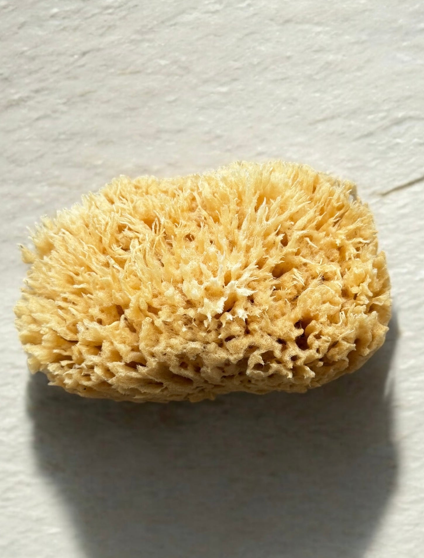 Wool Sea Sponge – Kiss of Silk