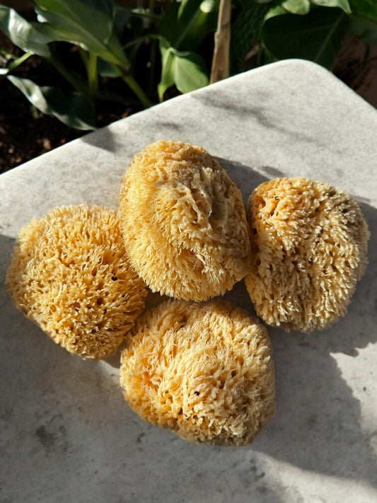 Wool Sea Sponge